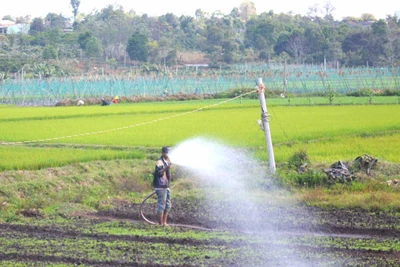 Nông dân Đak Đoa kỳ vọng vào năm mới