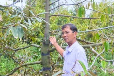 Ông nông dân Bến Tre có nhiều giống sầu riêng quý, bòn bon ăn siêu ngon, trồng là "đẻ" ra tiền