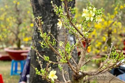 TPHCM: Chiêm ngưỡng những "cụ" mai bạc tỉ tại chợ hoa "phố nhà giàu"