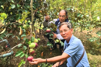 Bến Tre: Xuất hiện giống vú sữa lạ, ăn được luôn… vỏ, ngon xuất sắc, sắp bay sang trời Tây