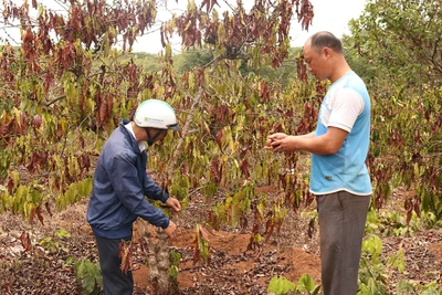 Gia Lai: Trên 15 tỷ đồng hỗ trợ khôi phục sản xuất nông nghiệp