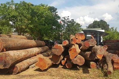 Kiểm đếm, làm rõ nguồn gốc hàng ngàn m3 gỗ trong kho của Phượng 'râu'