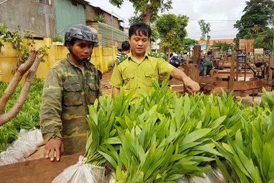 Chư Pưh phấn đấu trồng hơn 300 ha rừng