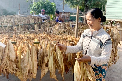 Krông Pa: Cây thuốc lá nâu mang lại hiệu quả