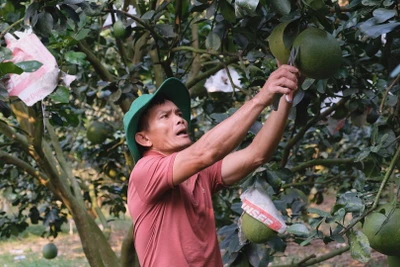 Lâm Đồng: Ông nông dân "sáng chế" ra thứ thuốc sâu khiến vườn bưởi da xanh ra đầy trái, bất ngờ nhiều người tới xem