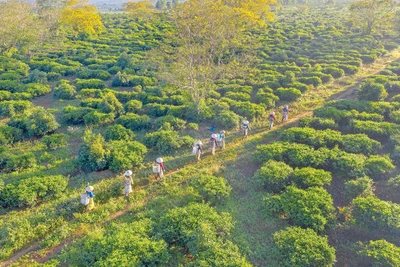 Hương chè Bàu Cạn