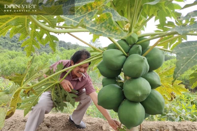 Bình Định: Trồng đu đủ, cà chua, trồng rau sạch có gì hay mà thôi làm "ông chủ" bỏ về quê tự làm giám đốc?