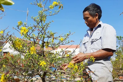 Phú Yên: Sau Tết, nông dân "xử lý" thế nào với hàng trăm cây mai vàng "bán ế"?