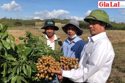 Nhãn ngọt trên đất khó Kông Yang