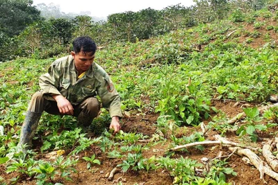 Kon Plông: Hội Nông dân hỗ trợ hội viên phát triển kinh tế