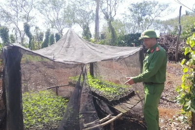 Lại phát hiện vụ trồng cần sa quy mô lớn ở Đắk Lắk