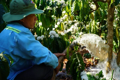 Nông dân Gia Lai hối hả đưa máy móc tưới cho cà phê sai quả