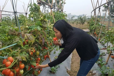 Hà Nội: Nữ tỷ phú quyền lực trong "làng rau sạch hữu cơ" tiết lộ những bí quyết trong nghề