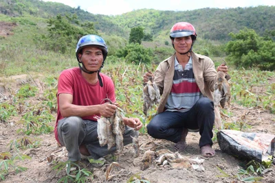 Chuột tàn phá mùa màng ở Đak Tơ Pang