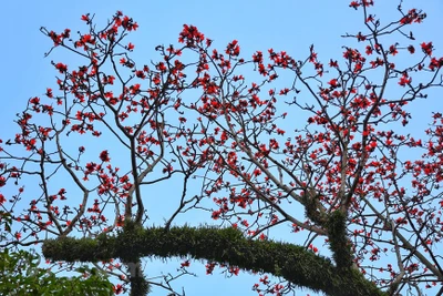 [Photo] Hoa gạo bung nở đỏ rực rỡ bên góc sân chùa Thầy