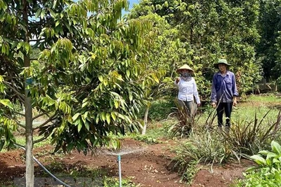 Mùa khô ở Nam Trung Bộ kéo dài, cần phòng trừ sâu bệnh cho cây ăn quả