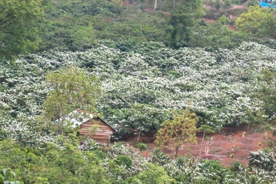 Lên Tây Nguyên ngắm hoa cà phê nở trắng xoá núi đồi