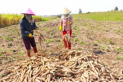 Gia Lai: Giá mì tăng cao do nguồn cung khan hiếm