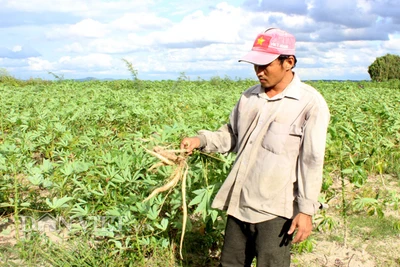 Tin vui: Tìm ra 2 giống sắn mới kháng bệnh khảm lá 100%, dịch bệnh tàn phá nhiều vùng trồng sắn được đẩy lùi