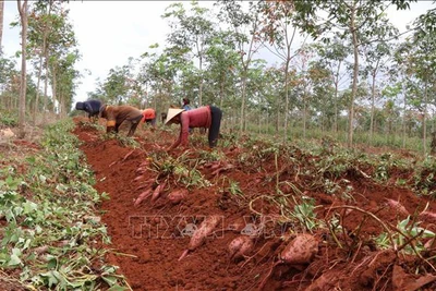 Gia Lai: Trồng thứ cây sau 3 tháng là hết bò, bới đất khẽ củ lộ ra cả đống, thương lái "khuân" luôn tại ruộng