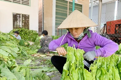 Bài toán nan giải về nguyên liệu sấy thuốc lá ở vùng Đông Nam tỉnh Gia Lai