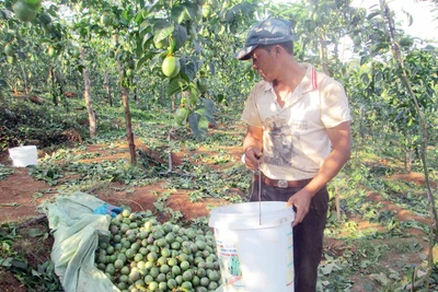 Gia Lai: Giá chanh dây tăng do khan hiếm nguồn cung