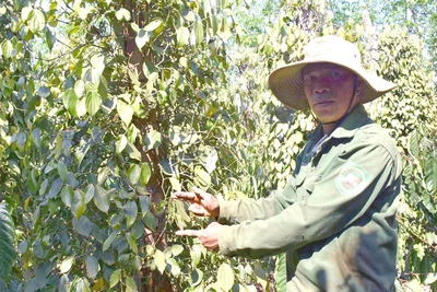 Gia Lai: Giá hồ tiêu bấp bênh, nông dân băn khoăn nên bán hay giữ lại