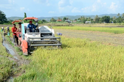 Phú Thiện được mùa lúa