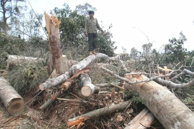 Tây Nguyên giao rừng tràn lan-Bài 3: Cán bộ đua nhau chiếm đất rừng