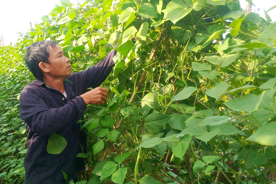 Bỏ hồ tiêu, trồng rau sạch