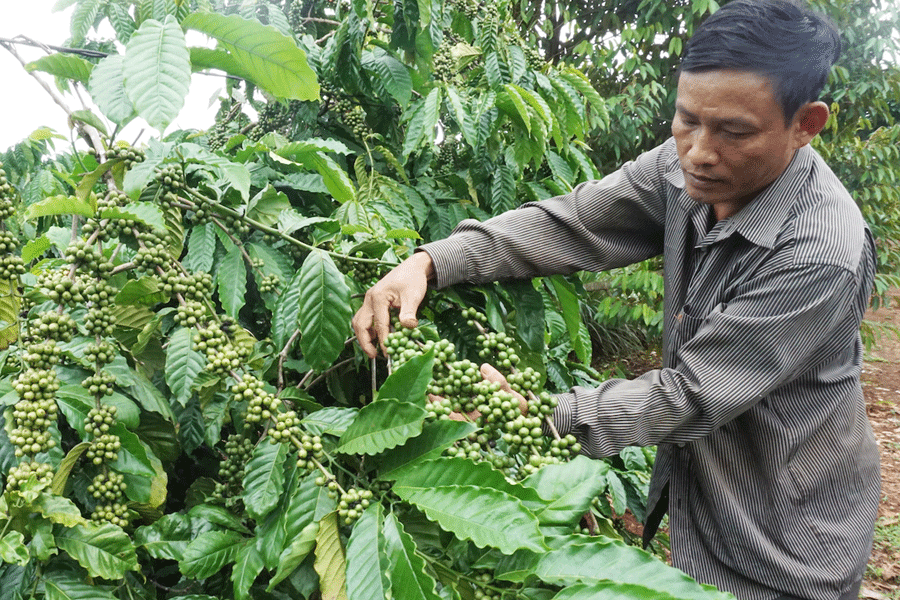 Cà phê sạch khó tìm đầu ra