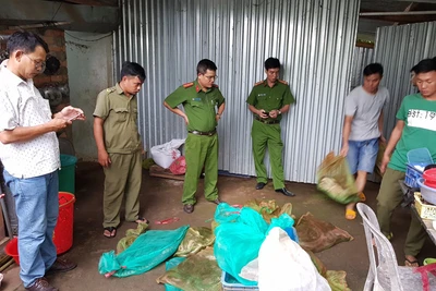 Kho tê tê, rắn hổ mang chúa, khỉ đuôi dài "khủng" trái phép