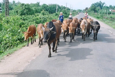 Gia Lai: Tích cực vệ sinh tiêu độc khử trùng môi trường chăn nuôi