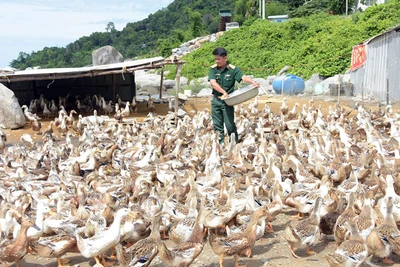 Vịt biển ra đảo