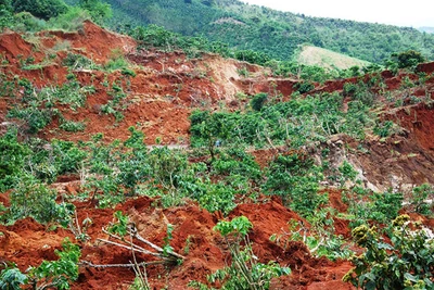 30 ha cà phê bị vùi lấp do sạt lở đất