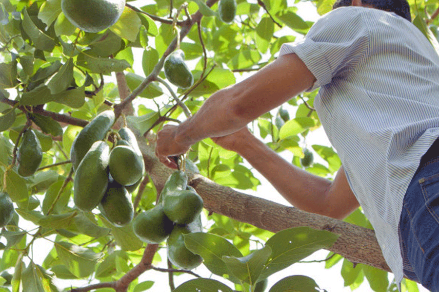 Bời lời... Tàu