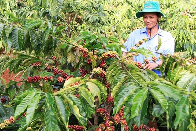 Chư Pah: Hơn 1,2 tỷ đồng hỗ trợ nhân dân sản xuất