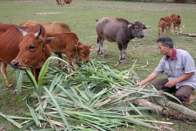 Mô hình nuôi gia súc ở Tơ Tung