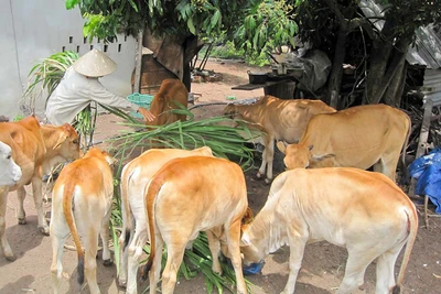 Thoát nghèo nhờ nuôi bò sinh sản