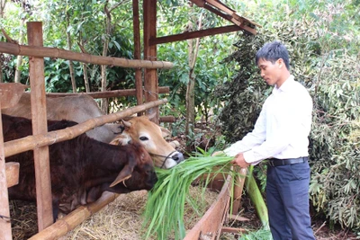 Đak Djrăng-Điểm sáng trong phong trào thanh niên lập thân, lập nghiệp