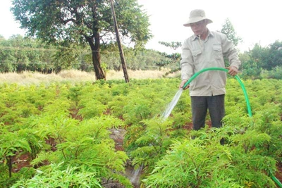 Triển vọng phát triển vùng dược liệu chất lượng cao tại Gia Lai