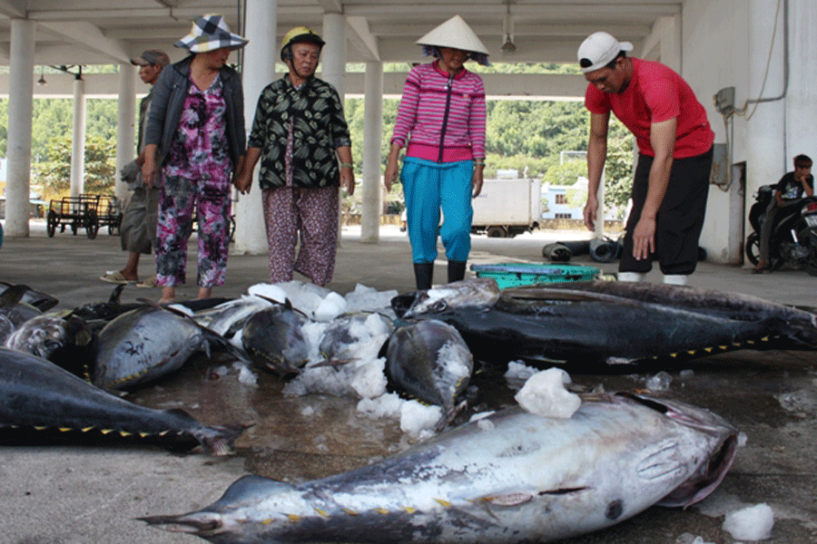 Khánh Hòa: Ngư dân trúng đậm cá ngừ đại dương