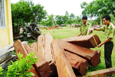 Thông báo về việc bán đấu giá tài sản bị tịch thu trong lĩnh vực quản lý rừng, bảo vệ rừng và quản lý lâm sản