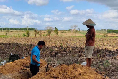 An Khê: Đầu tư 2,3 tỷ đồng tái cơ cấu ngành nông nghiệp