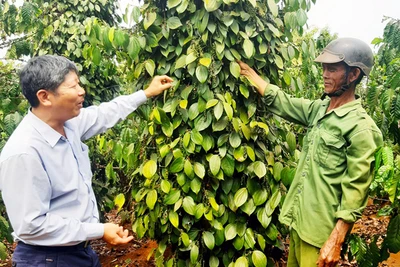 Những tỷ phú trên vùng đất mới