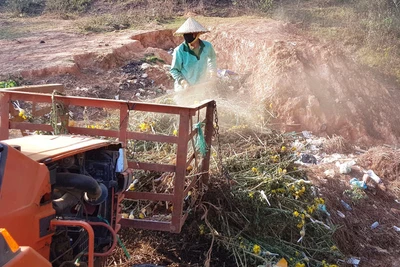 Nông dân Đà Lạt xót xa nhổ bỏ cả cánh đồng hoa cúc vì bán chẳng ai mua