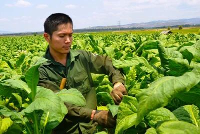 "Thủ lĩnh" thanh niên thôn Đoàn Kết