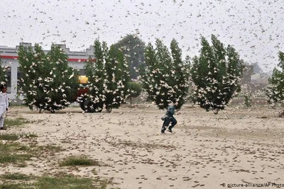 'Binh đoàn' châu chấu áp sát Trung Quốc