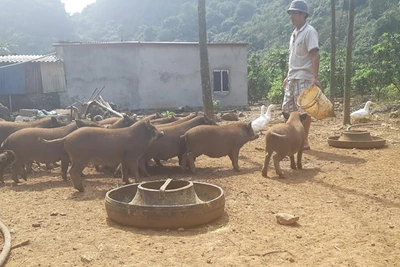 Nuôi thứ lợn rừng ăn khỏe, đi chơi khỏe, lão nông thủ đô có tiền to