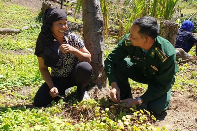 Trồng thứ sâm dây, chị em ở đây đổi đời